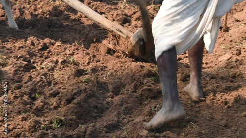 Farmer running a Wooden plow in his field.  The farmer is preparing his field for sowing. A old indian farmer running a plow with an ox.
