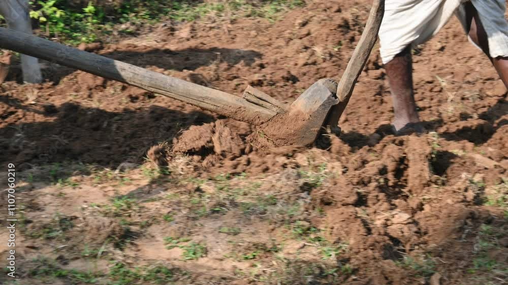 Farmer running a Wooden plow in his field. The farmer is preparing his field for sowing. A old indian farmer running a plow with an ox.
Farmer running a Wooden plow in his field. The farmer is preparing his field for sowing. A old indian farmer running a plow with an ox.