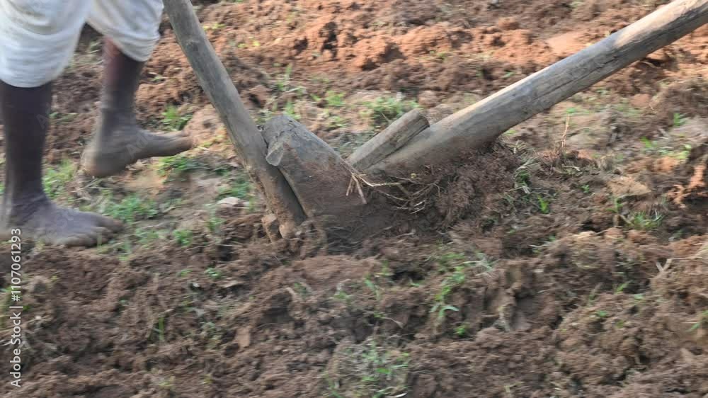 Farmer running a Wooden plow in his field. The farmer is preparing his field for sowing. A old indian farmer running a plow with an ox.
Farmer running a Wooden plow in his field. The farmer is preparing his field for sowing. A old indian farmer running a plow with an ox.