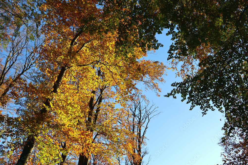 Baumkronen mit goldenen Blättern vor blauem Himmel im Herbst im Nationalpark Hunsrück-Hochwald bei Otzenhausen. Aussicht vom Premium-Wanderweg Traumschleife Dollbergschleife. Baumkronen mit goldenen Blättern vor blauem Himmel im Herbst im Nationalpark Hunsrück-Hochwald bei Otzenhausen. Aussicht vom Premium-Wanderweg Traumschleife Dollbergschleife.