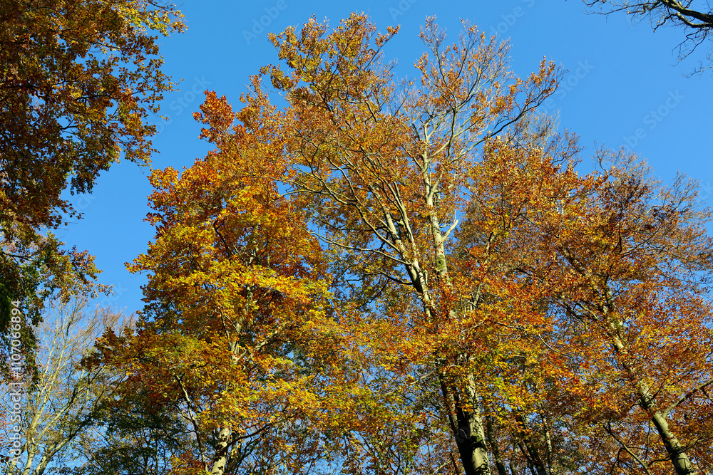 Baumkrone mit goldenen Blättern vor blauem Himmel im Herbst im Nationalpark Hunsrück-Hochwald bei Otzenhausen. Aussicht vom Premium-Wanderweg Traumschleife Dollbergschleife. Baumkrone mit goldenen Blättern vor blauem Himmel im Herbst im Nationalpark Hunsrück-Hochwald bei Otzenhausen. Aussicht vom Premium-Wanderweg Traumschleife Dollbergschleife.