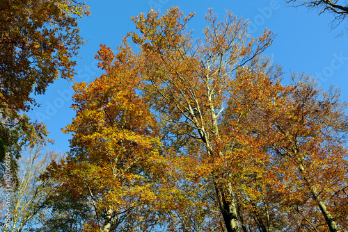 Baumkrone mit goldenen Blättern vor blauem Himmel im Herbst im Nationalpark Hunsrück-Hochwald bei Otzenhausen. Aussicht vom Premium-Wanderweg Traumschleife Dollbergschleife.