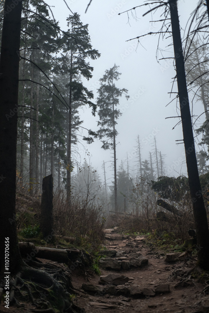 Mountain trail, road in the fog, mountain landscape, High Tatras.
Mountain trail, road in the fog, mountain landscape, High Tatras.