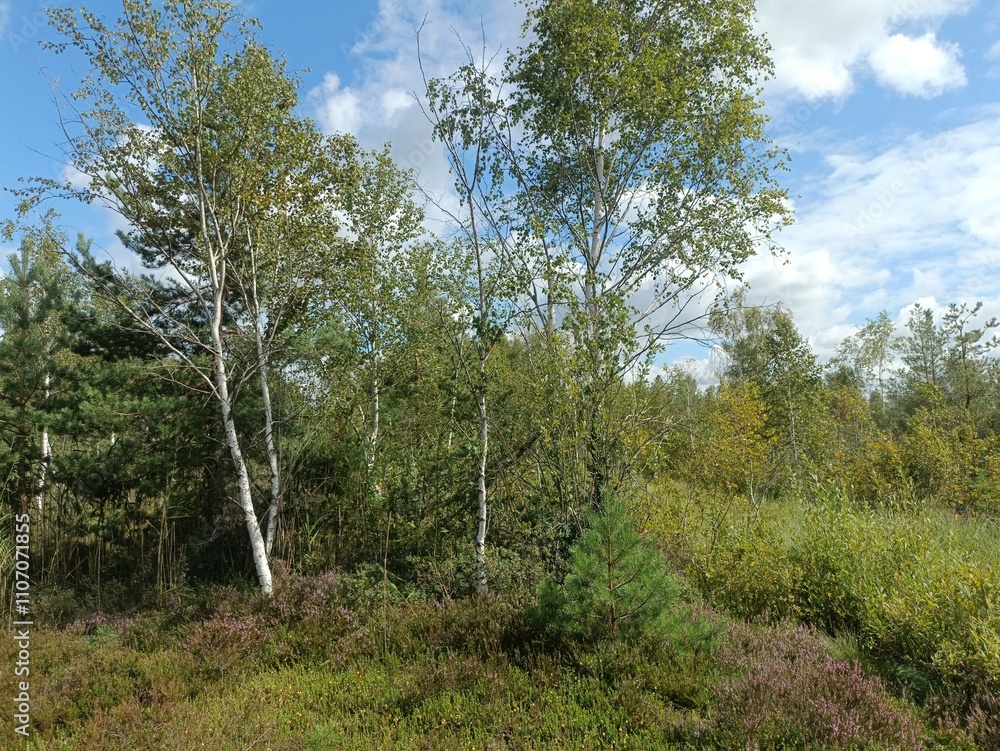 Rekyva forest during cloudy summer day. Pine and birch tree woodland. Blueberry bushes are growing in woods. Cloudy day with white and gray clouds in sky. Summer season. Nature. Rekyvos miskas. Rekyva forest during cloudy summer day. Pine and birch tree woodland. Blueberry bushes are growing in woods. Cloudy day with white and gray clouds in sky. Summer season. Nature. Rekyvos miskas.