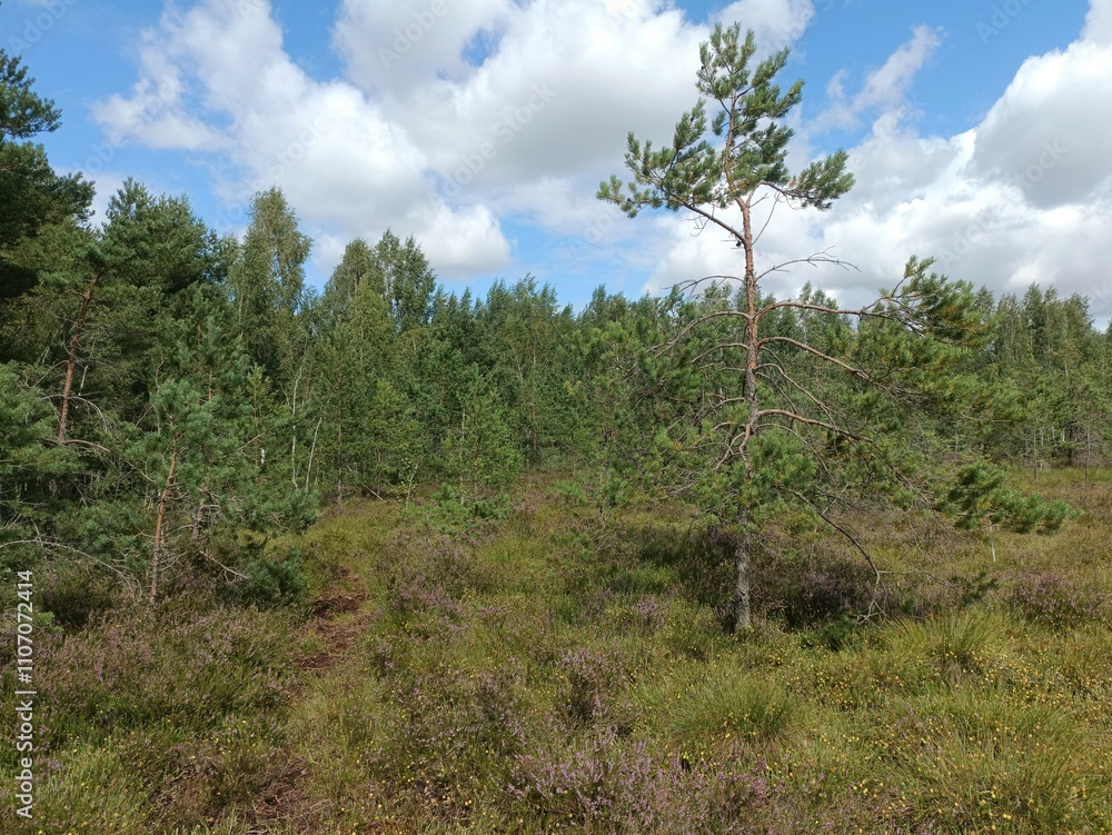 Rekyva forest during cloudy summer day. Pine and birch tree woodland. Blueberry bushes are growing in woods. Cloudy day with white and gray clouds in sky. Summer season. Nature. Rekyvos miskas. Rekyva forest during cloudy summer day. Pine and birch tree woodland. Blueberry bushes are growing in woods. Cloudy day with white and gray clouds in sky. Summer season. Nature. Rekyvos miskas.