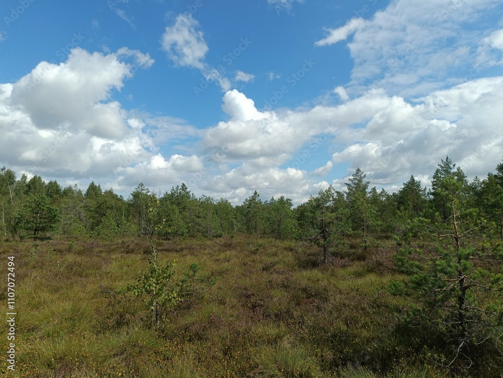 Rekyva forest during cloudy summer day. Pine and birch tree woodland. Blueberry bushes are growing in woods. Cloudy day with white and gray clouds in sky. Summer season. Nature. Rekyvos miskas. Rekyva forest during cloudy summer day. Pine and birch tree woodland. Blueberry bushes are growing in woods. Cloudy day with white and gray clouds in sky. Summer season. Nature. Rekyvos miskas.