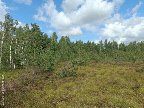 Rekyva forest during cloudy summer day. Pine and birch tree woodland. Blueberry bushes are growing in woods. Cloudy day with white and gray clouds in sky. Summer season. Nature. Rekyvos miskas.