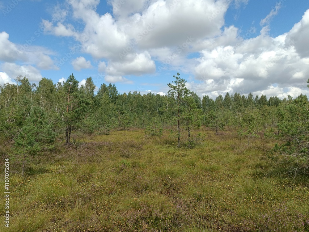 Rekyva forest during cloudy summer day. Pine and birch tree woodland. Blueberry bushes are growing in woods. Cloudy day with white and gray clouds in sky. Summer season. Nature. Rekyvos miskas. Rekyva forest during cloudy summer day. Pine and birch tree woodland. Blueberry bushes are growing in woods. Cloudy day with white and gray clouds in sky. Summer season. Nature. Rekyvos miskas.