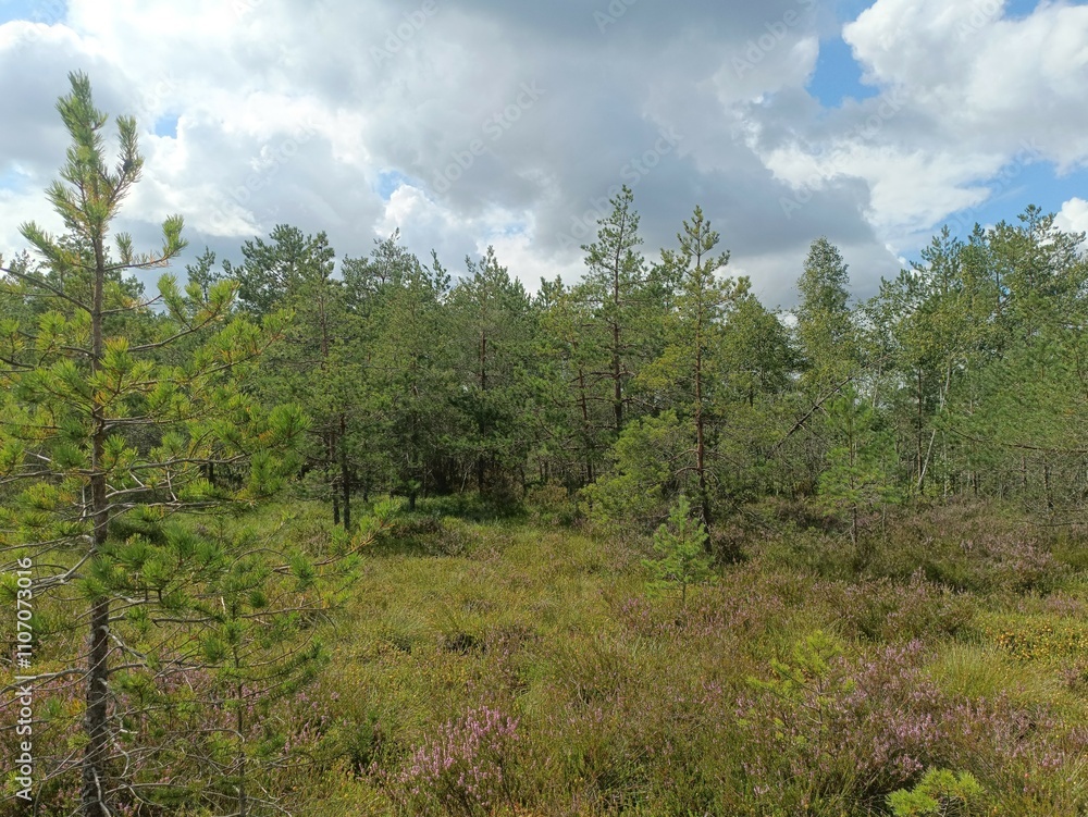 Rekyva forest during cloudy summer day. Pine and birch tree woodland. Blueberry bushes are growing in woods. Cloudy day with white and gray clouds in sky. Summer season. Nature. Rekyvos miskas. Rekyva forest during cloudy summer day. Pine and birch tree woodland. Blueberry bushes are growing in woods. Cloudy day with white and gray clouds in sky. Summer season. Nature. Rekyvos miskas.