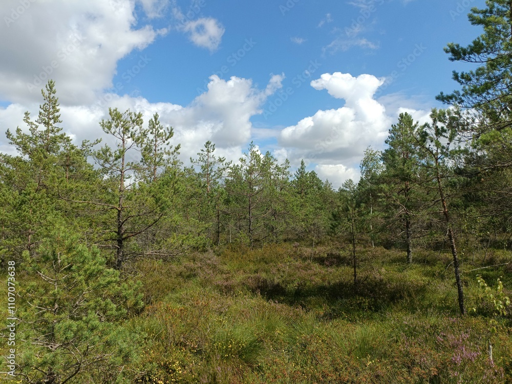 Rekyva forest during cloudy summer day. Pine and birch tree woodland. Blueberry bushes are growing in woods. Cloudy day with white and gray clouds in sky. Summer season. Nature. Rekyvos miskas. Rekyva forest during cloudy summer day. Pine and birch tree woodland. Blueberry bushes are growing in woods. Cloudy day with white and gray clouds in sky. Summer season. Nature. Rekyvos miskas.