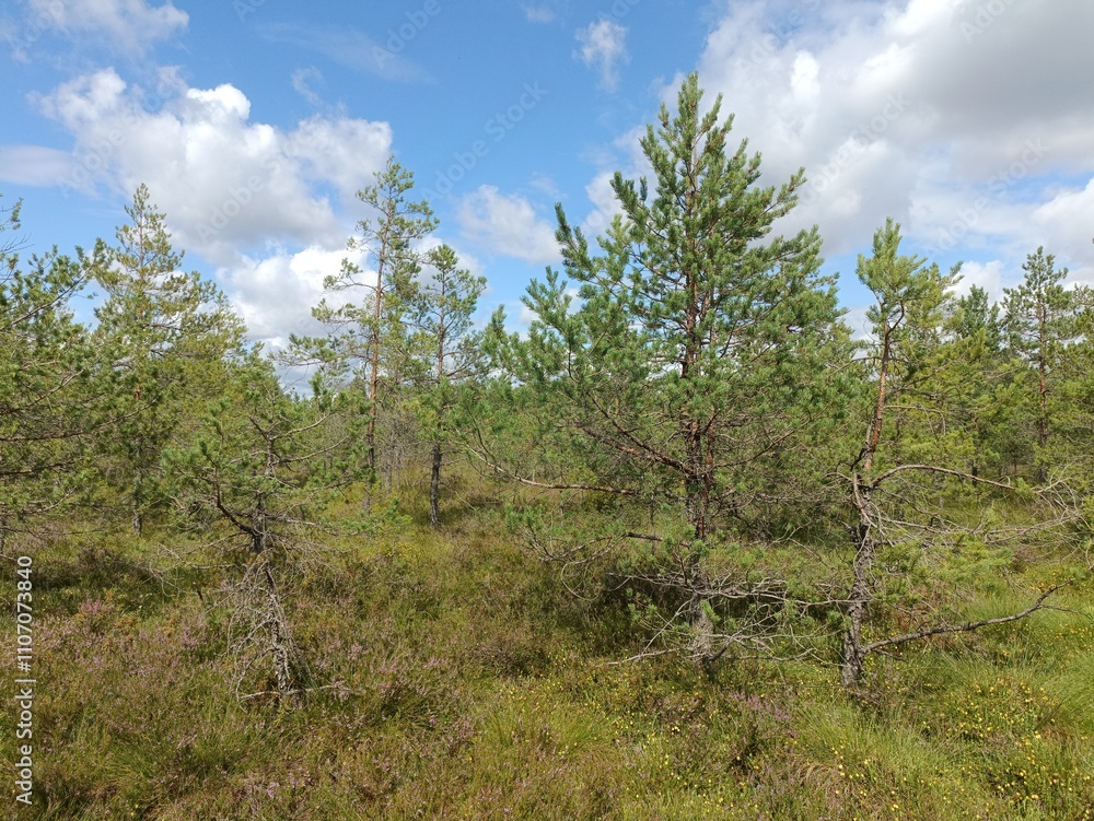 Rekyva forest during cloudy summer day. Pine and birch tree woodland. Blueberry bushes are growing in woods. Cloudy day with white and gray clouds in sky. Summer season. Nature. Rekyvos miskas. Rekyva forest during cloudy summer day. Pine and birch tree woodland. Blueberry bushes are growing in woods. Cloudy day with white and gray clouds in sky. Summer season. Nature. Rekyvos miskas.