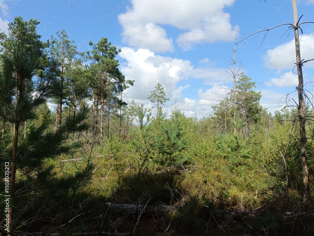 Rekyva forest during cloudy summer day. Pine and birch tree woodland. Blueberry bushes are growing in woods. Cloudy day with white and gray clouds in sky. Summer season. Nature. Rekyvos miskas. Rekyva forest during cloudy summer day. Pine and birch tree woodland. Blueberry bushes are growing in woods. Cloudy day with white and gray clouds in sky. Summer season. Nature. Rekyvos miskas.