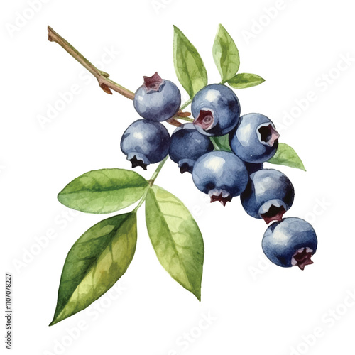 Watercolor Blueberry isolated white background