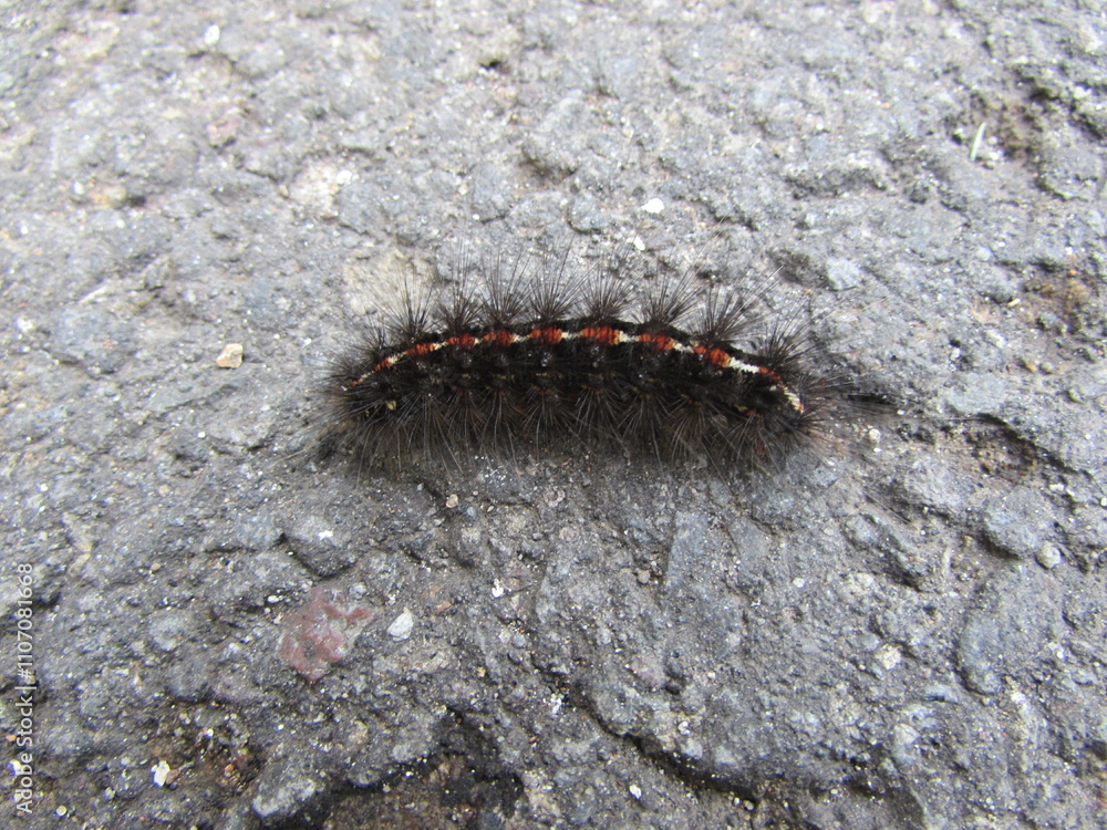 caterpillar on the road caterpillar on the road