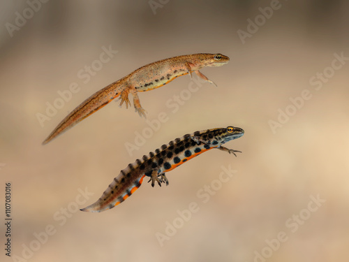 Pair of smooth newts (Lissotriton vulgaris)