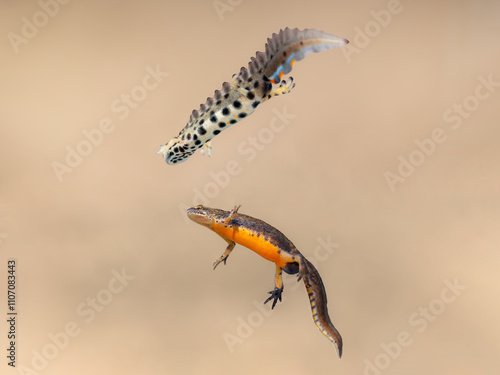 Bellies of smooth newt (Lissotriton vulgaris vulgaris) and Carpathian newt (Lissotriton montandoni) photo