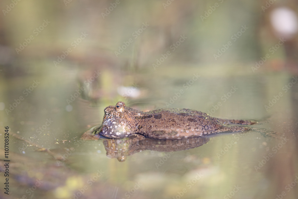Fototapeta premium Fire-bellied toad (Bombina bombina)