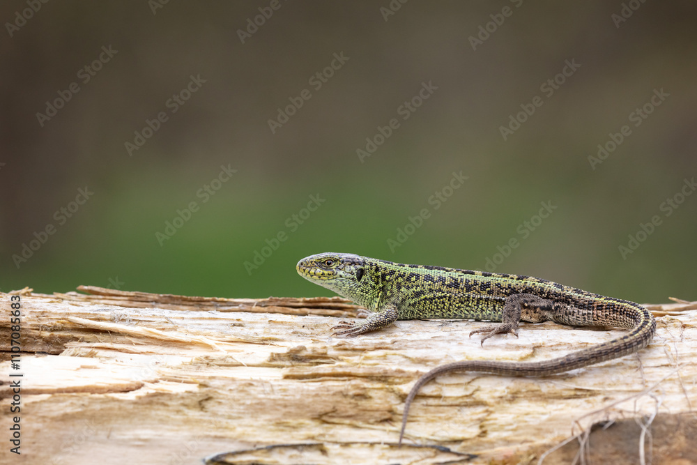 Fototapeta premium Sand lizard (Lacerta agilis)