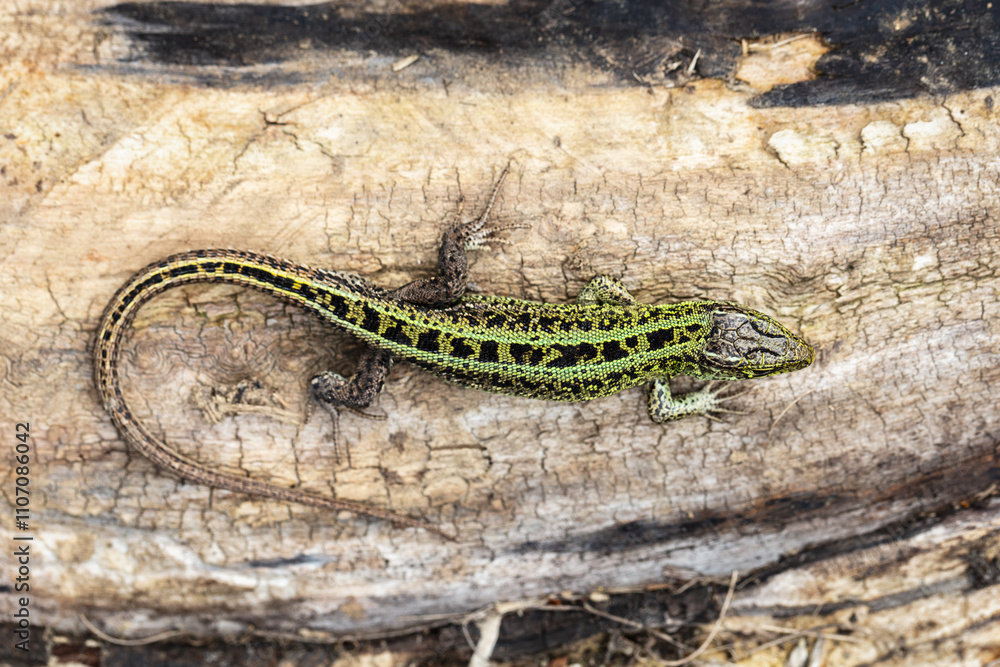 Obraz premium Sand lizard (Lacerta agilis)