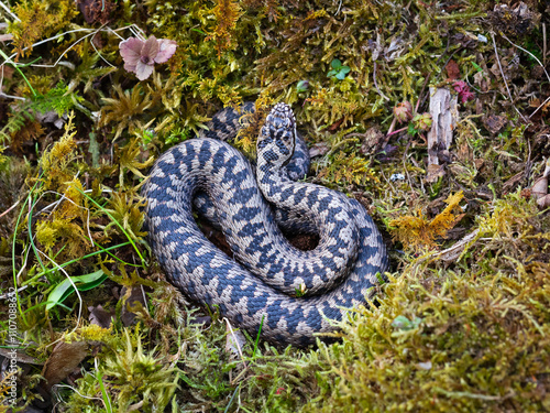 Male common adder (Vipera berus)