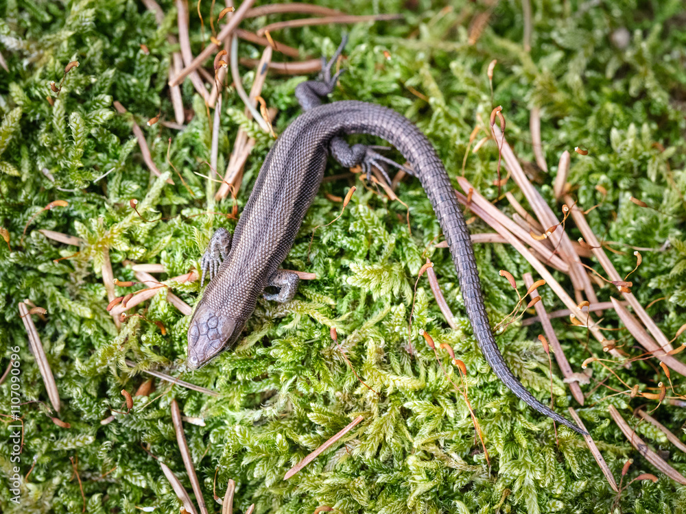 Viviparous lizard (Zootoca vivipara) Viviparous lizard (Zootoca vivipara)
