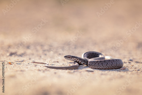 Caspian whip snake (Dolichophis caspius) photo