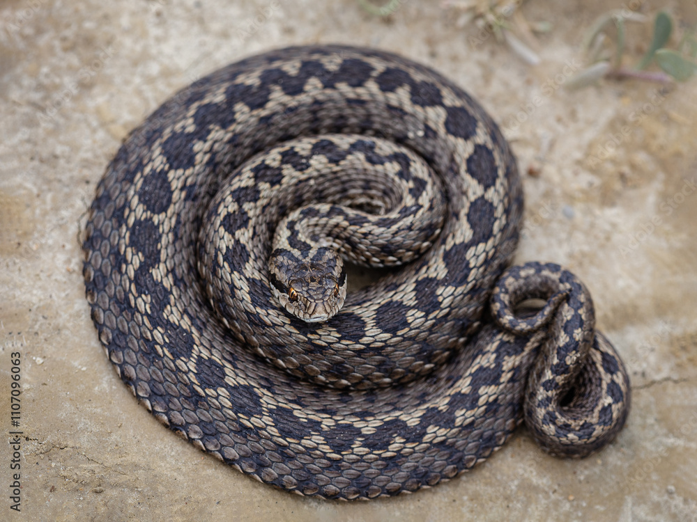 Fototapeta premium Moldavian steppe viper (Vipera ursinii moldavica)