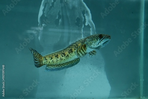 Channa Auranti snakehead fish. a predatory fish with a very beautiful and exotic patterned snake head 