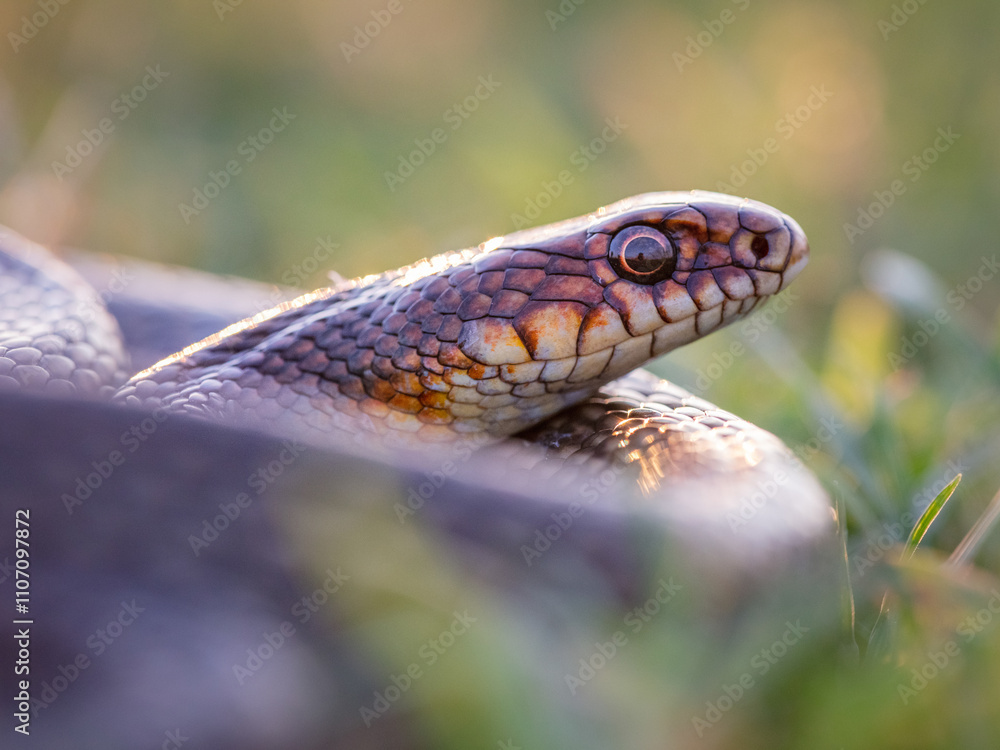 Fototapeta premium Caspian whip snake (Dolichophis caspius)