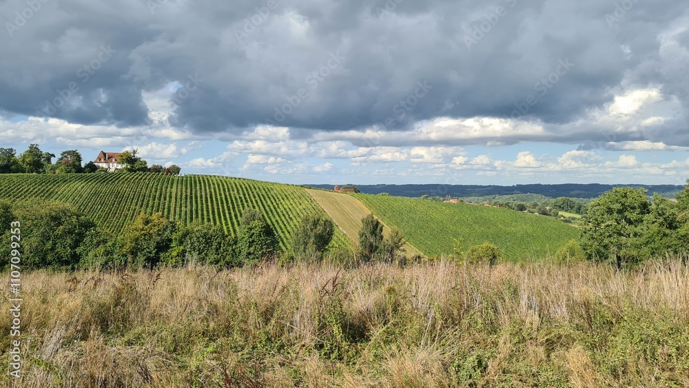 Paysage de vignobles du Béarn Paysage de vignobles du Béarn