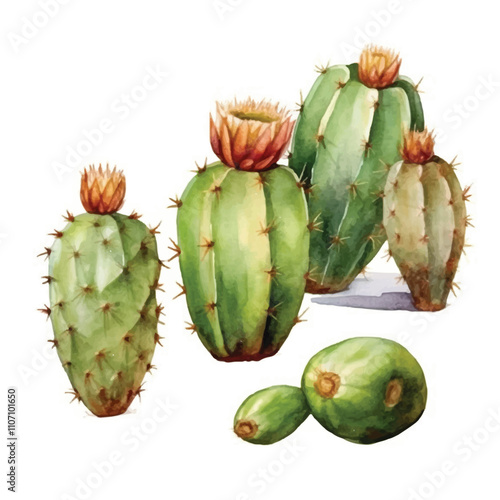 watercolor Cactus fruit isolated white background
