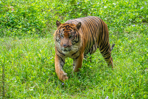 The Sumatran tiger is a population of Panthera tigris sondaica on the Indonesian island of Sumatra