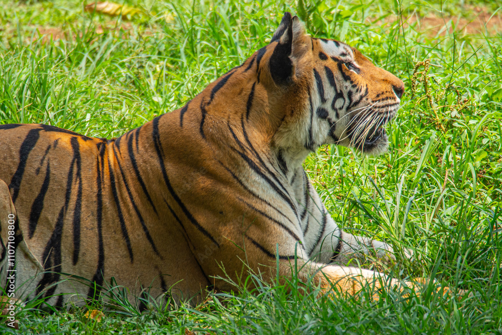 Obraz premium The Sumatran tiger is a population of Panthera tigris sondaica on the Indonesian island of Sumatra