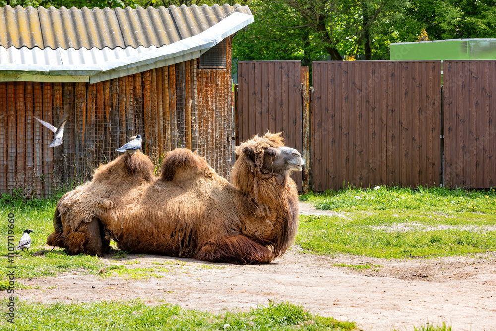 Beautiful Bactrian camel relaxing under the sun with birds nearby in a serene outdoor setting