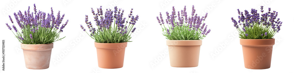 Fototapeta premium Lavender Potted Plants Isolated on White Background