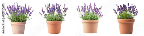 Lavender Potted Plants Isolated on White Background