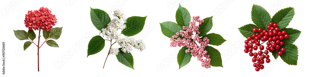 Assortment of vibrant red berries white flowers and green leaves in a natural botanical display Assortment of vibrant red berries white flowers and green leaves in a natural botanical display