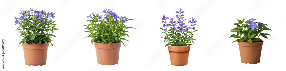 Vibrant Lobelia Erinus Flowers Thriving in Rustic Clay Pot on Bright Background Vibrant Lobelia Erinus Flowers Thriving in Rustic Clay Pot on Bright Background