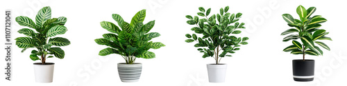 Variety of Thriving Houseplants in Modern Pots for Stylish Home and Office Decor