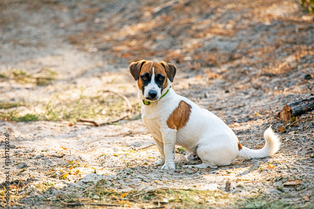 beautiful male dog, a grown-up puppy jack russell terrier, sits on a path in the forest. beautiful male dog, a grown-up puppy jack russell terrier, sits on a path in the forest.