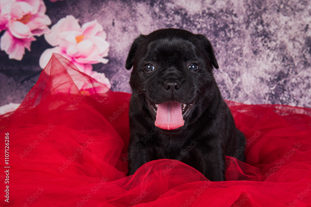 Black female American Staffordshire Terrier dog or AmStaff puppy on red background Black female American Staffordshire Terrier dog or AmStaff puppy on red background