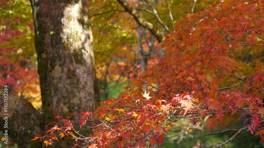 Japanese mountains in autumn, maple trees dyed red Japanese mountains in autumn, maple trees dyed red