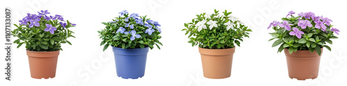 Vinca Minor Flowers in Potted Plants on a White Background