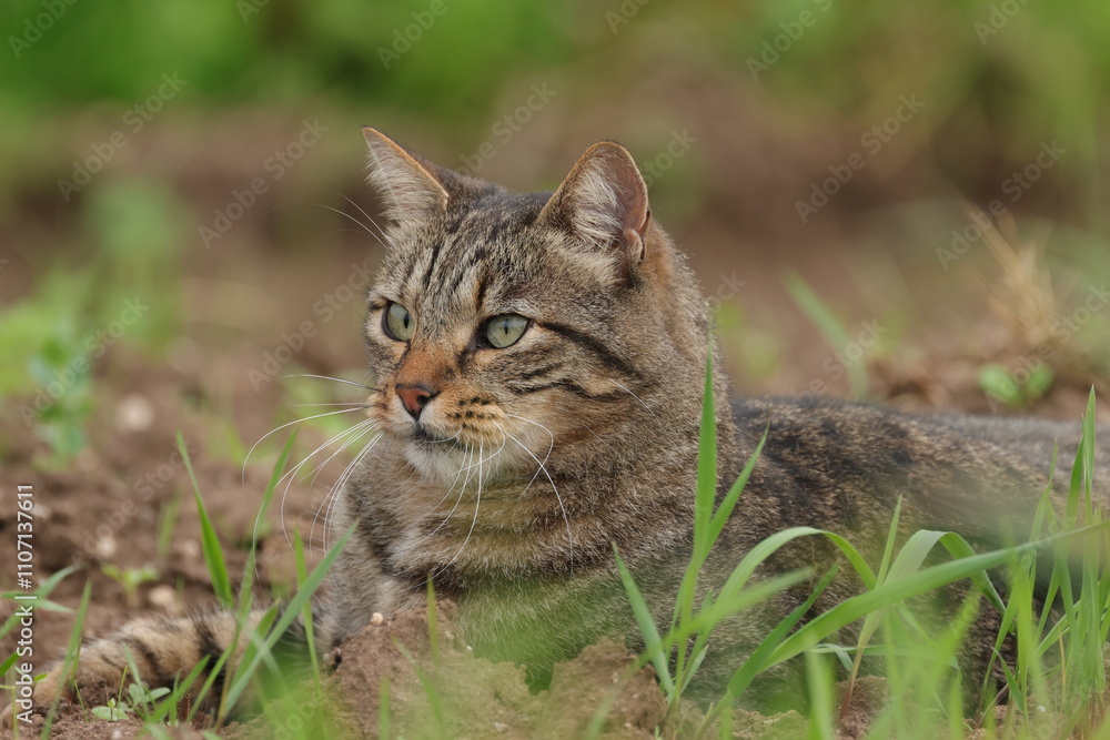 adorable cute cat in the grass, brown cat looks through blades of grass, beautiful cat in the field, tomcat in the meadow, green eyes adorable cute cat in the grass, brown cat looks through blades of grass, beautiful cat in the field, tomcat in the meadow, green eyes