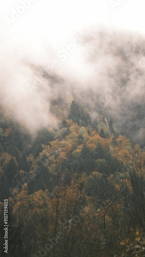 Misty autumn forest landscape