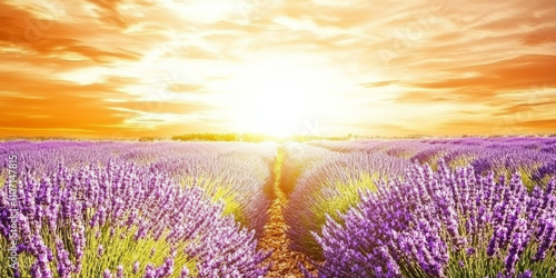 A tranquil lavender field stretching into the distance, with rows of vibrant purple flowers under a golden sunset. The sky is painted in hues of orange and pink, creating a warm and serene atmosphere.