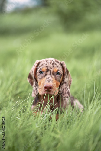 Fototapeta Naklejka Na Ścianę i Meble -  puppy in the grass