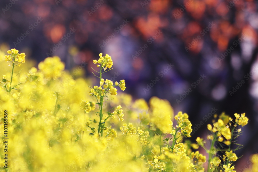 Obraz premium 春の美しい菜の花