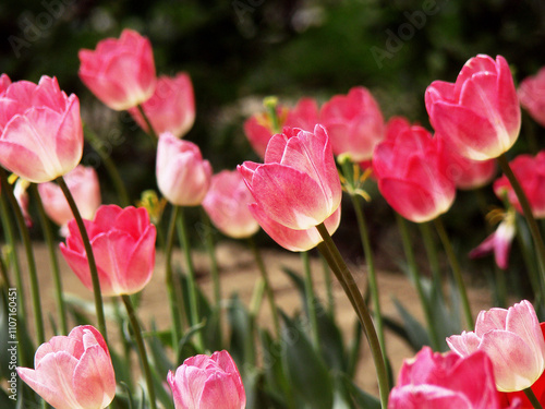 tulip in the wind