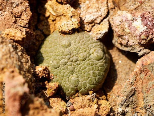 Living rock  photo